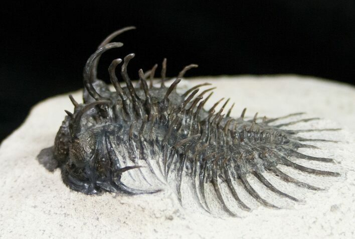 Spiny Comura Trilobite - Reconstructed Spines #8645